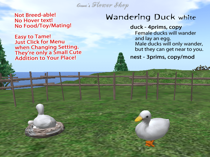 wandering duck
