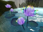 Waterlilies by Elicio