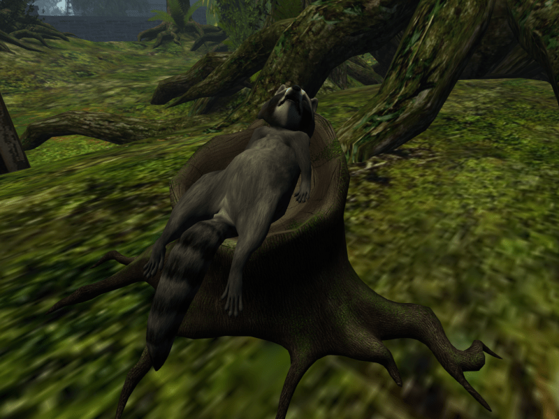 Jian's adorable raccoon