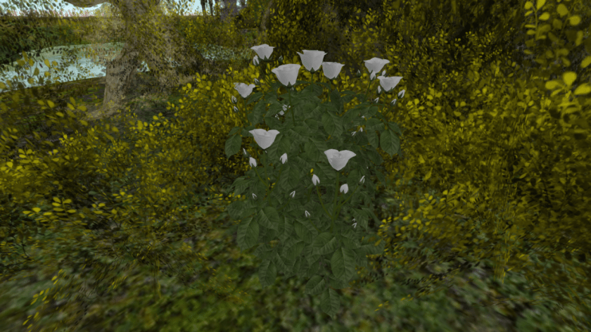 Time's Up White Rose