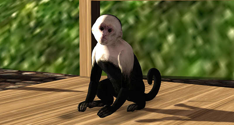 Pets at Zooby’s, photographed by Wildstar Beaumont